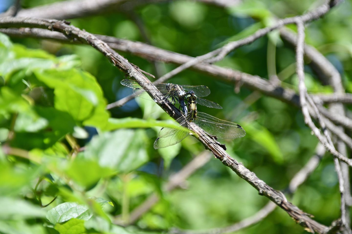 Orthetrum